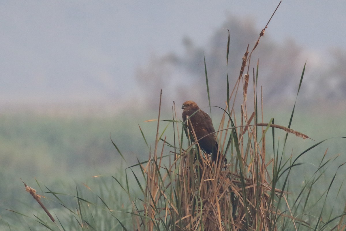 moták pochop - ML647619656