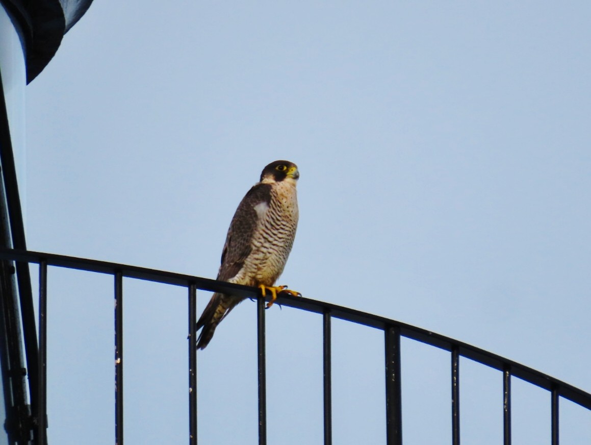 遊隼(brookei) - ML647619659