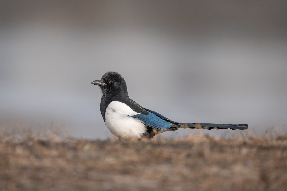 Oriental Magpie - ML647619662