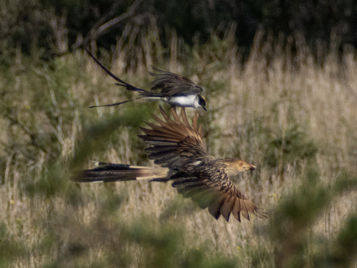 Guira Guguğu - ML647619664