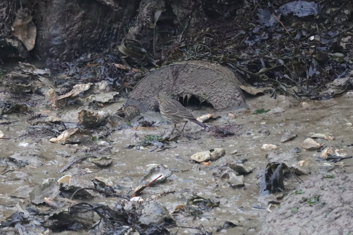 Rock Pipit - ML647619665