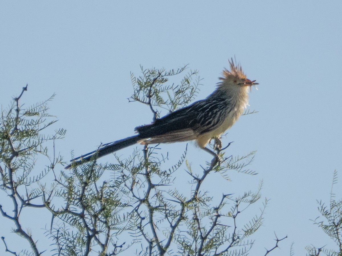 Guira Guguğu - ML647619669