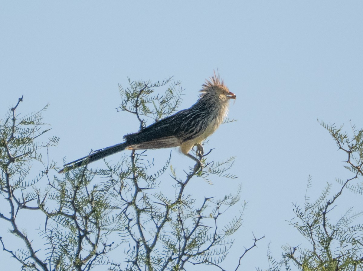 Guira Guguğu - ML647619670