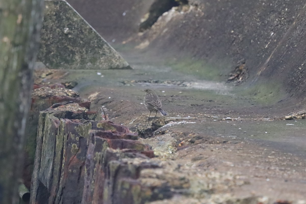 Rock Pipit - ML647619680