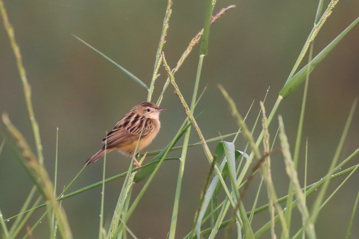 cistovník rákosníkový - ML647619683