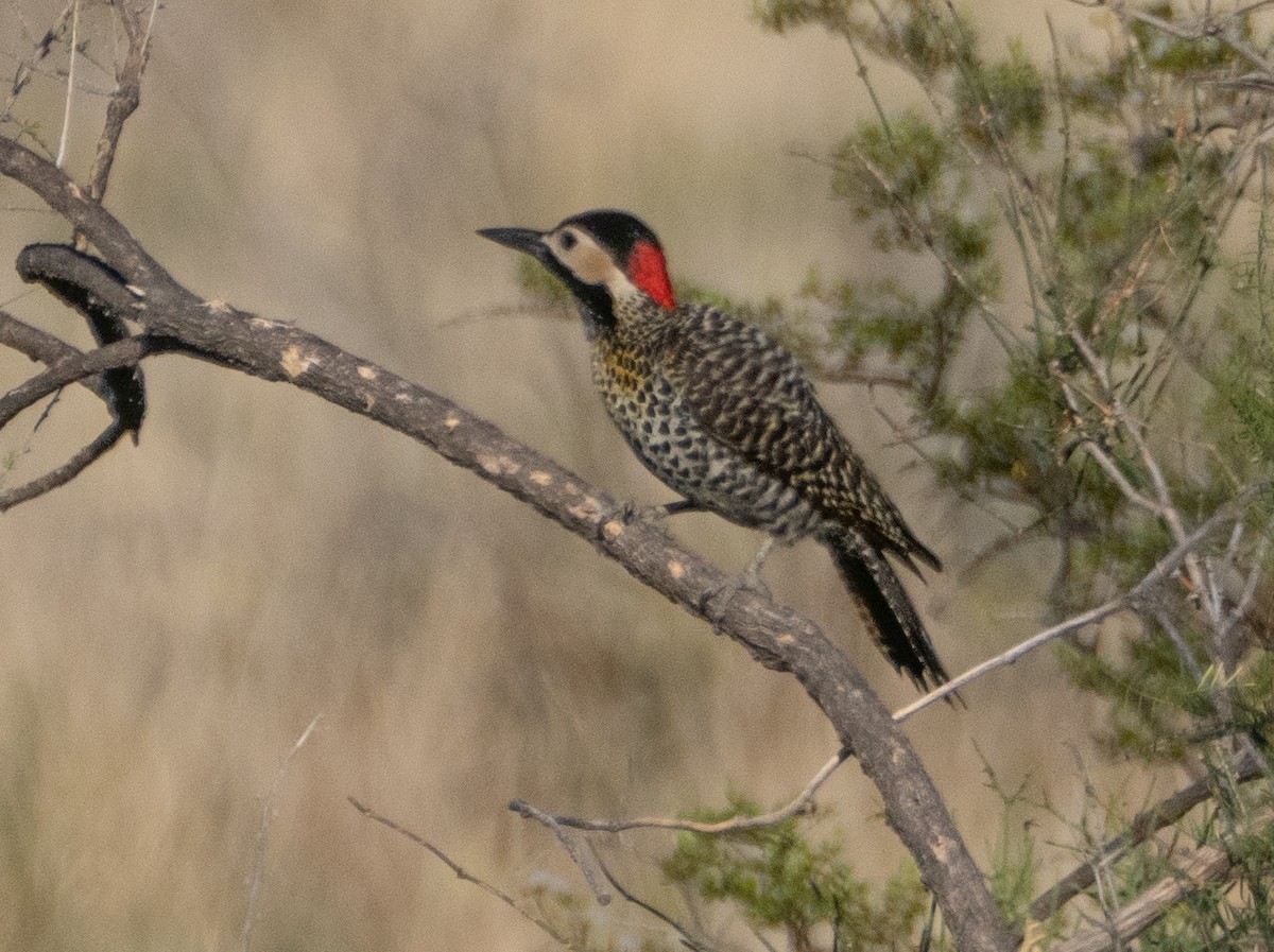 Черноусый дятел - ML647619685