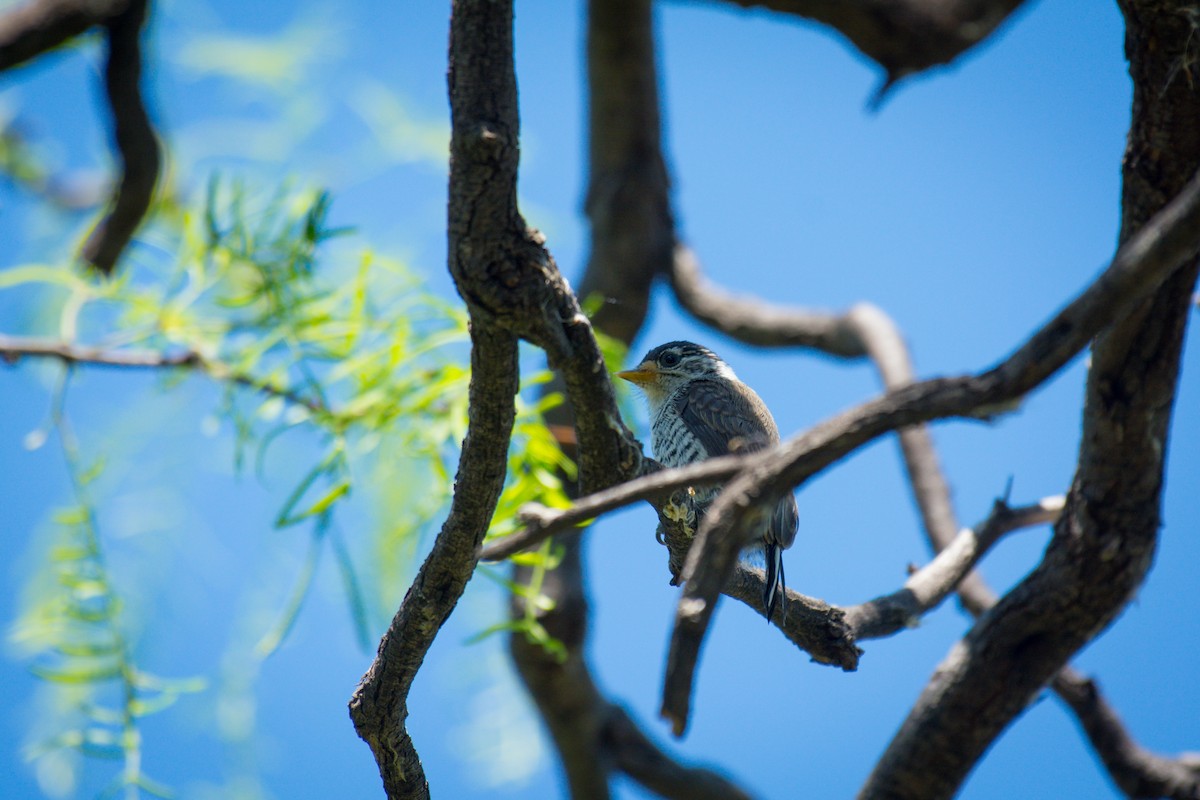 White-barred Piculet - ML647619686