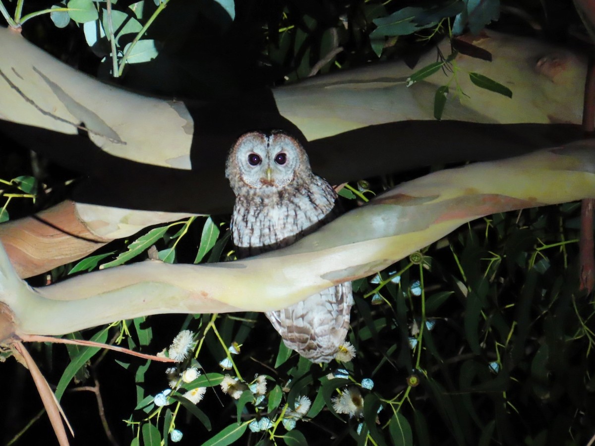 Chouette hulotte - ML647619688