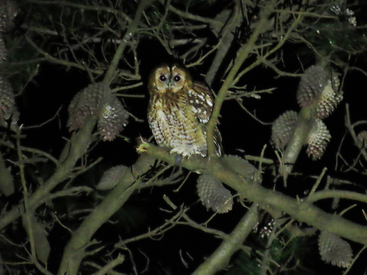 Chouette hulotte - ML647619693