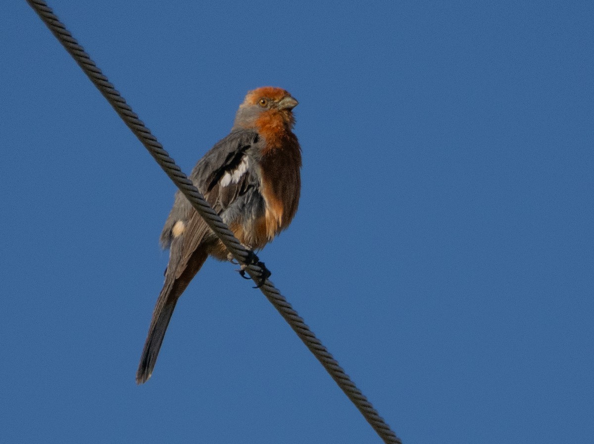 White-tipped Plantcutter - ML647619704