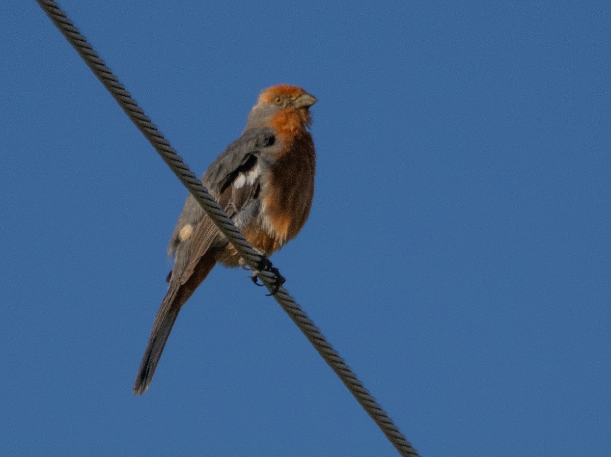 White-tipped Plantcutter - ML647619705