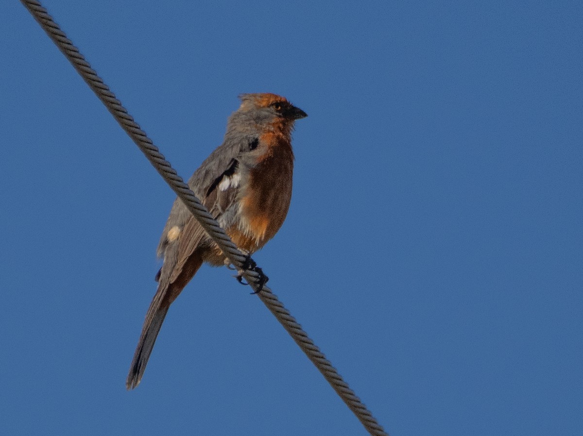 White-tipped Plantcutter - ML647619706