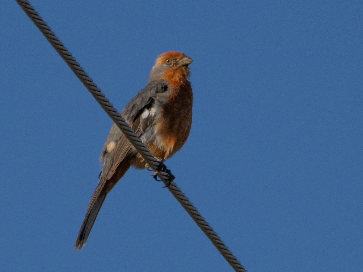 White-tipped Plantcutter - ML647619707