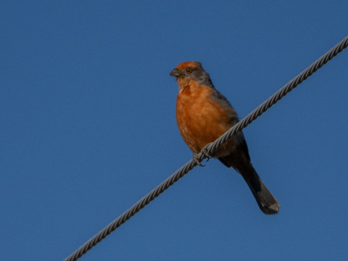 White-tipped Plantcutter - ML647619708