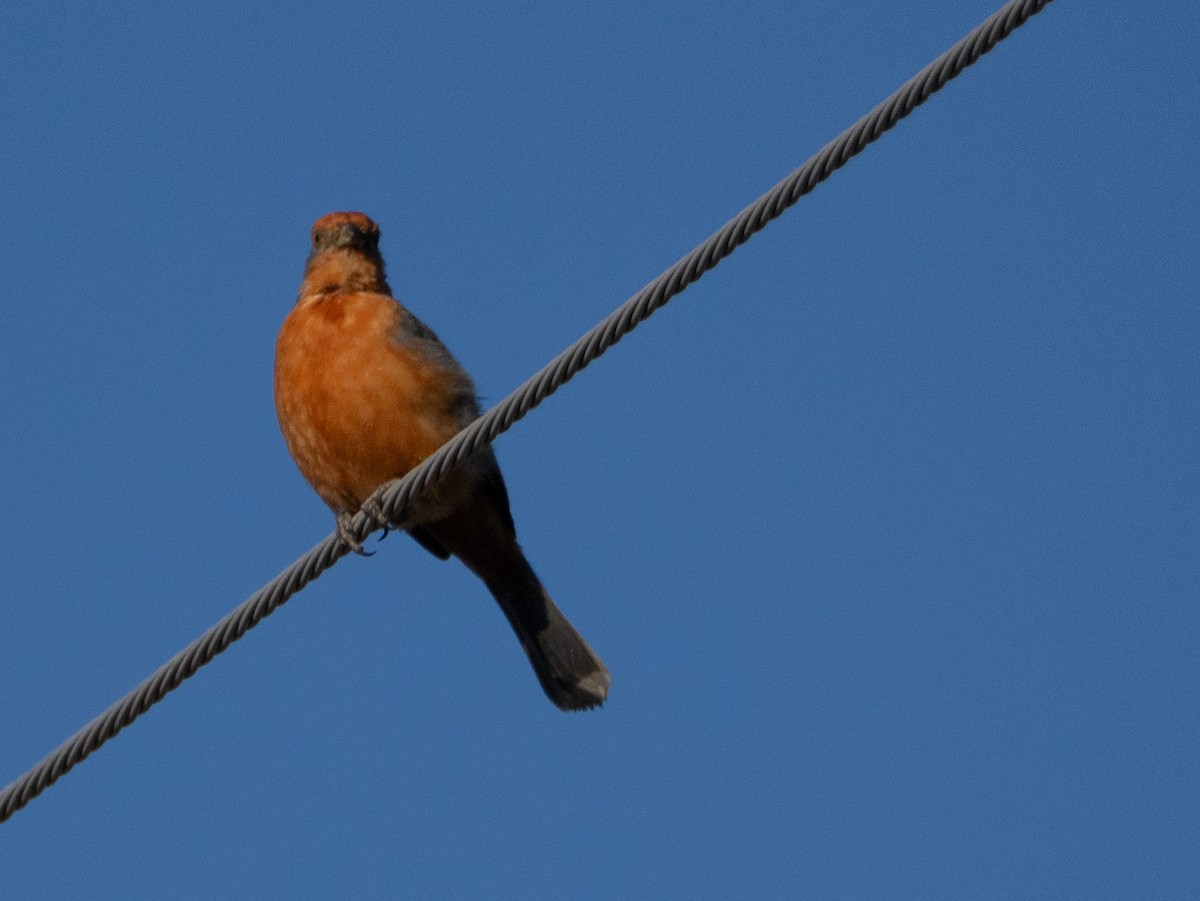 White-tipped Plantcutter - ML647619709