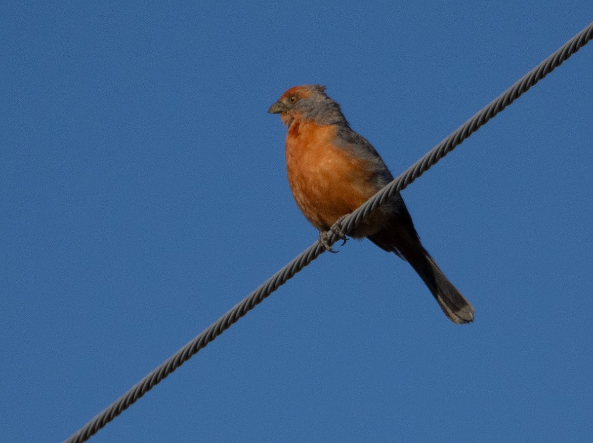 White-tipped Plantcutter - ML647619710