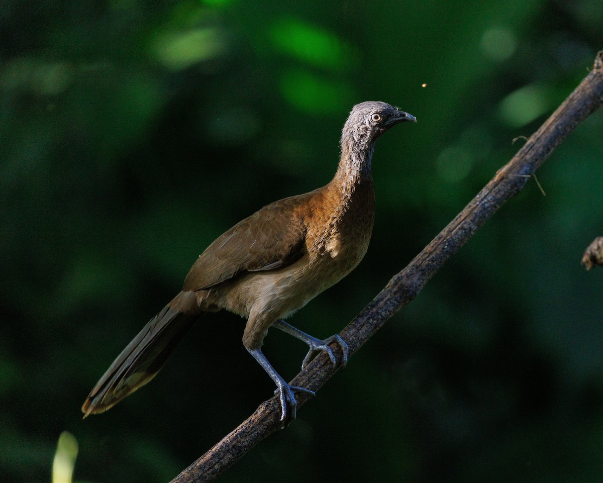 Gray-headed Chachalaca - ML647619713