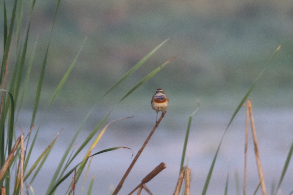 slavík modráček - ML647619716