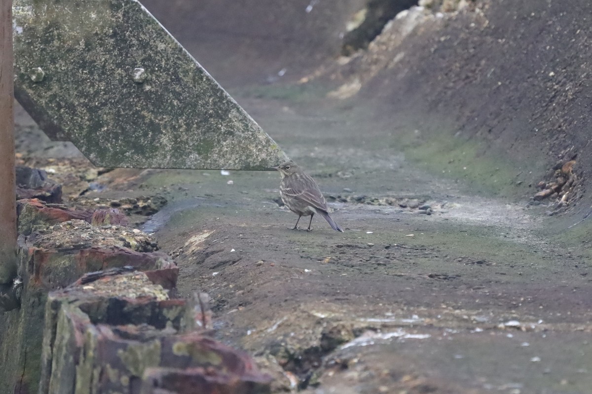 Rock Pipit - ML647619725