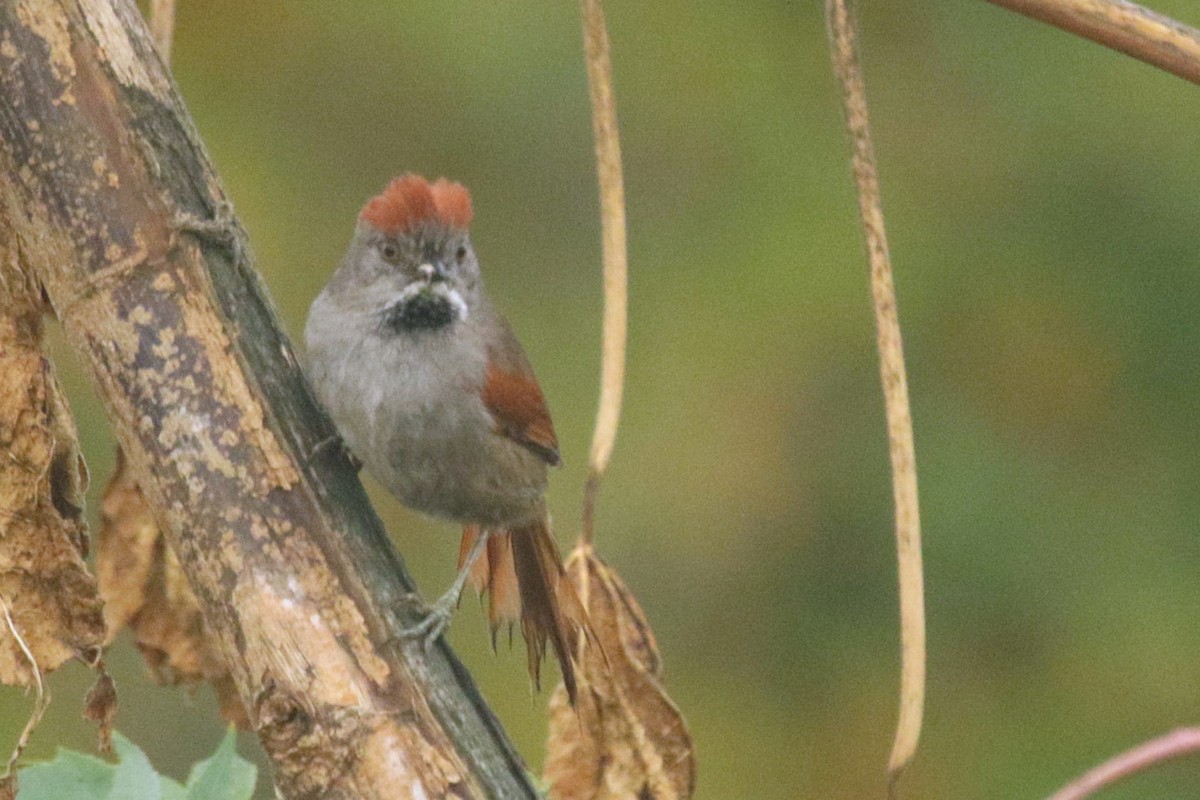 Sooty-fronted Spinetail - ML647619738