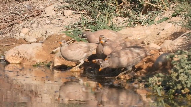 Куріпка аравійська - ML647619740