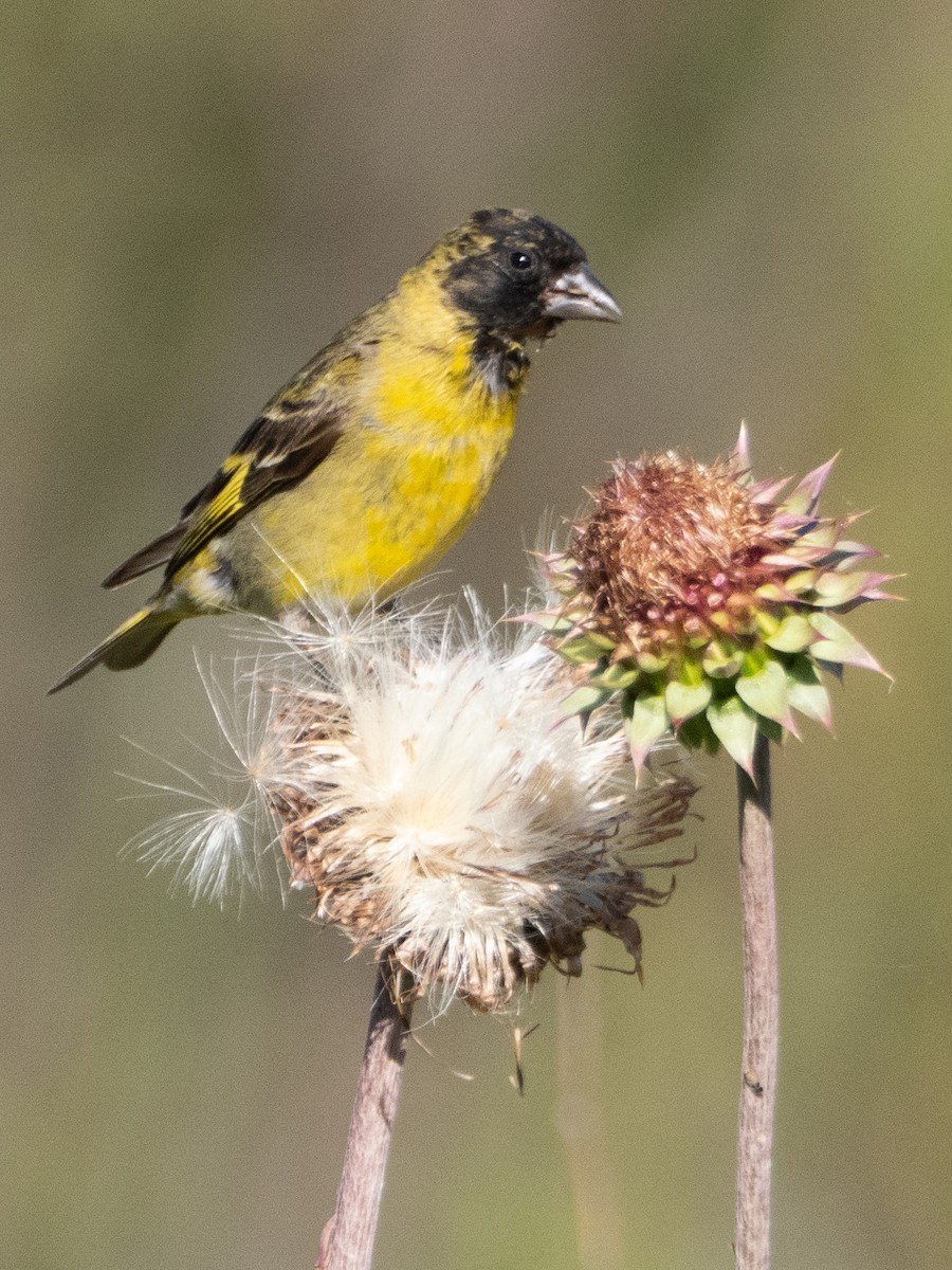 Hooded Siskin - ML647619741