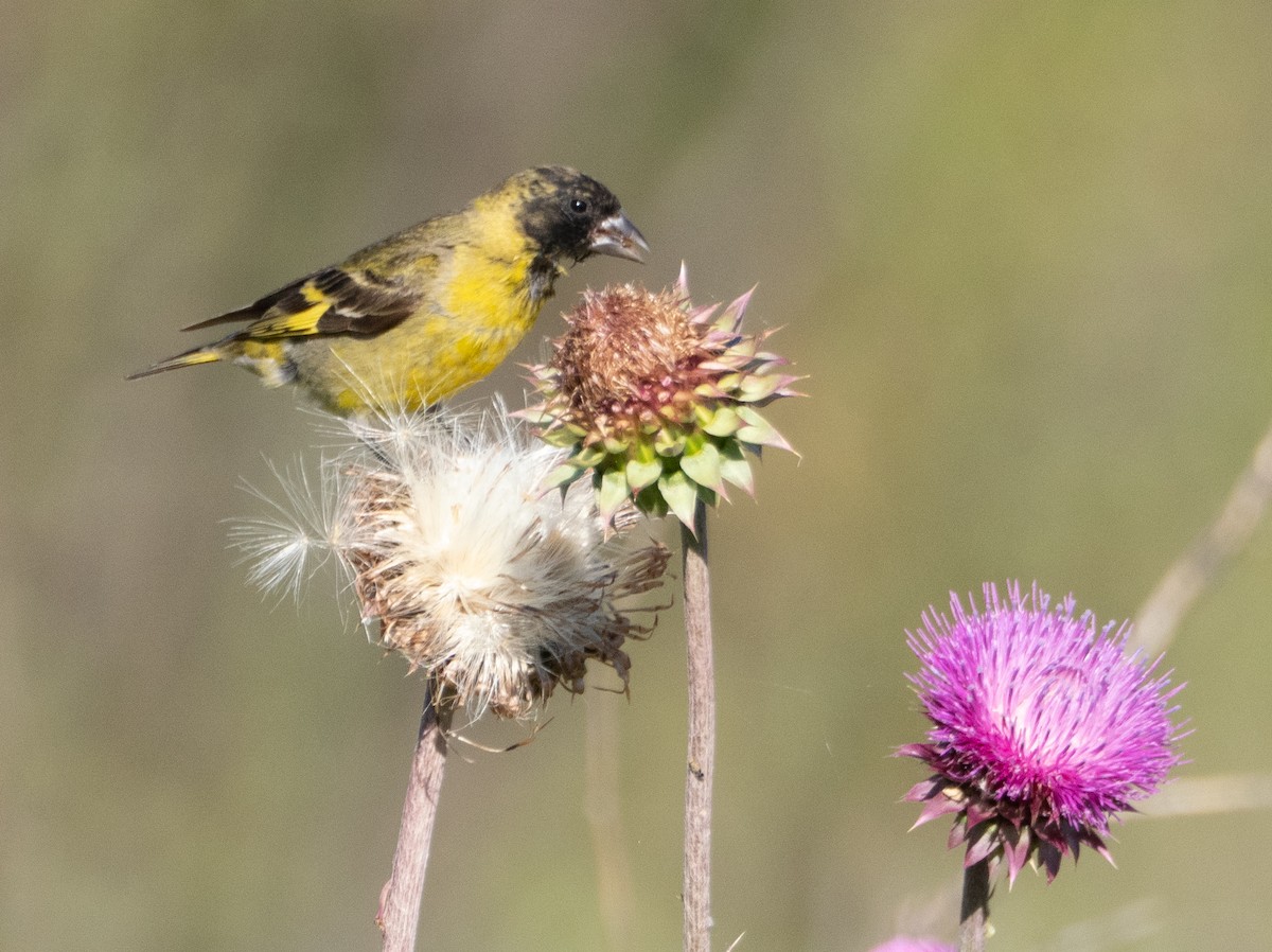 Hooded Siskin - ML647619742