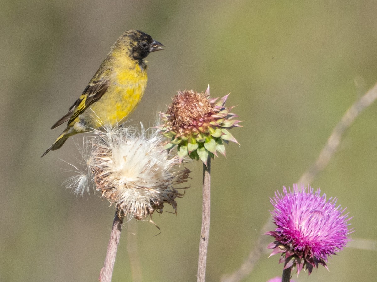Hooded Siskin - ML647619743