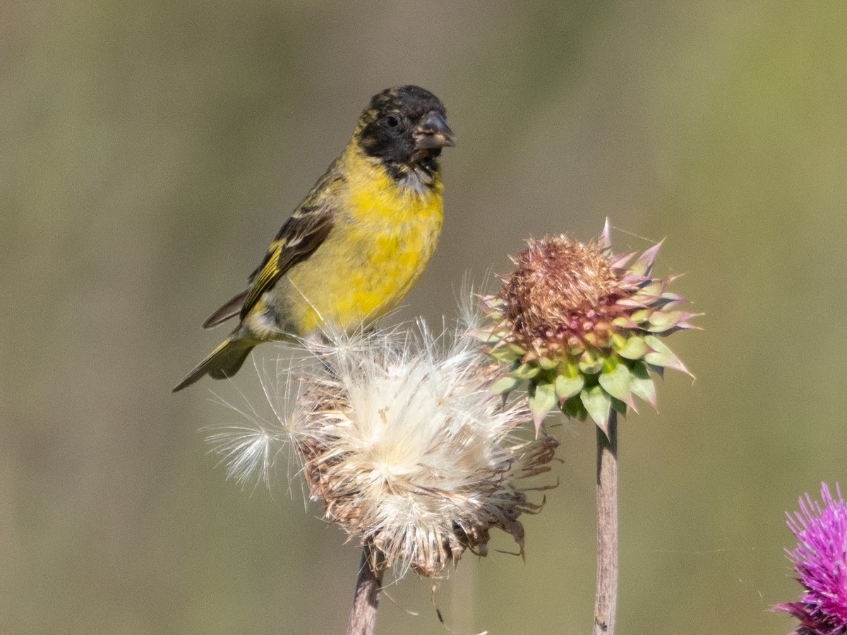 Hooded Siskin - ML647619744