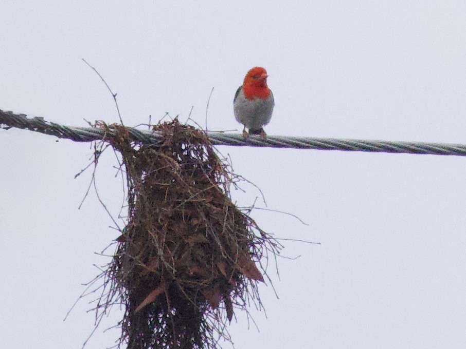 Красноголовый малимб - ML647619751