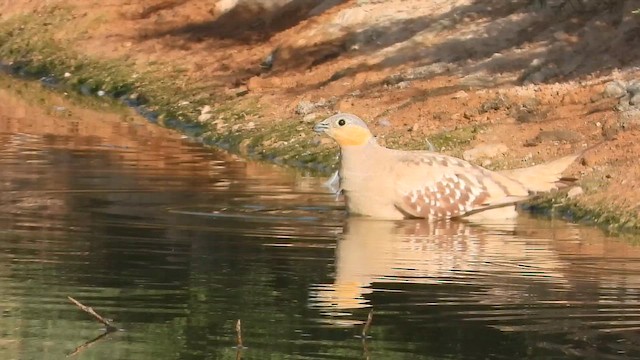 Рябок сенегальський - ML647619753