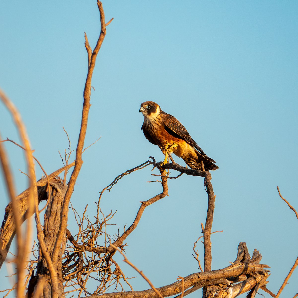 Australian Hobby - ML647619754