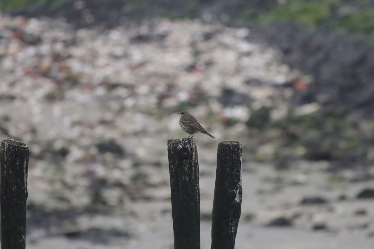 Rock Pipit - ML647619772