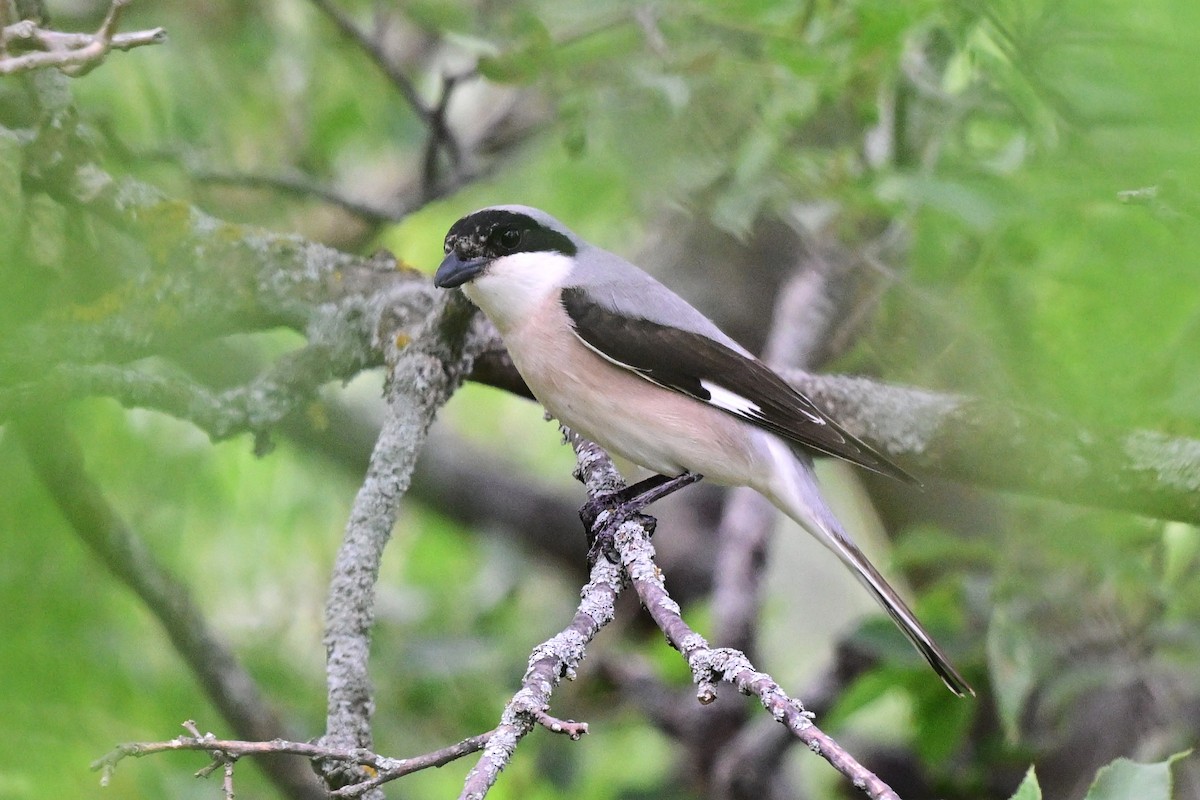 Pie-grièche à poitrine rose - ML647619789