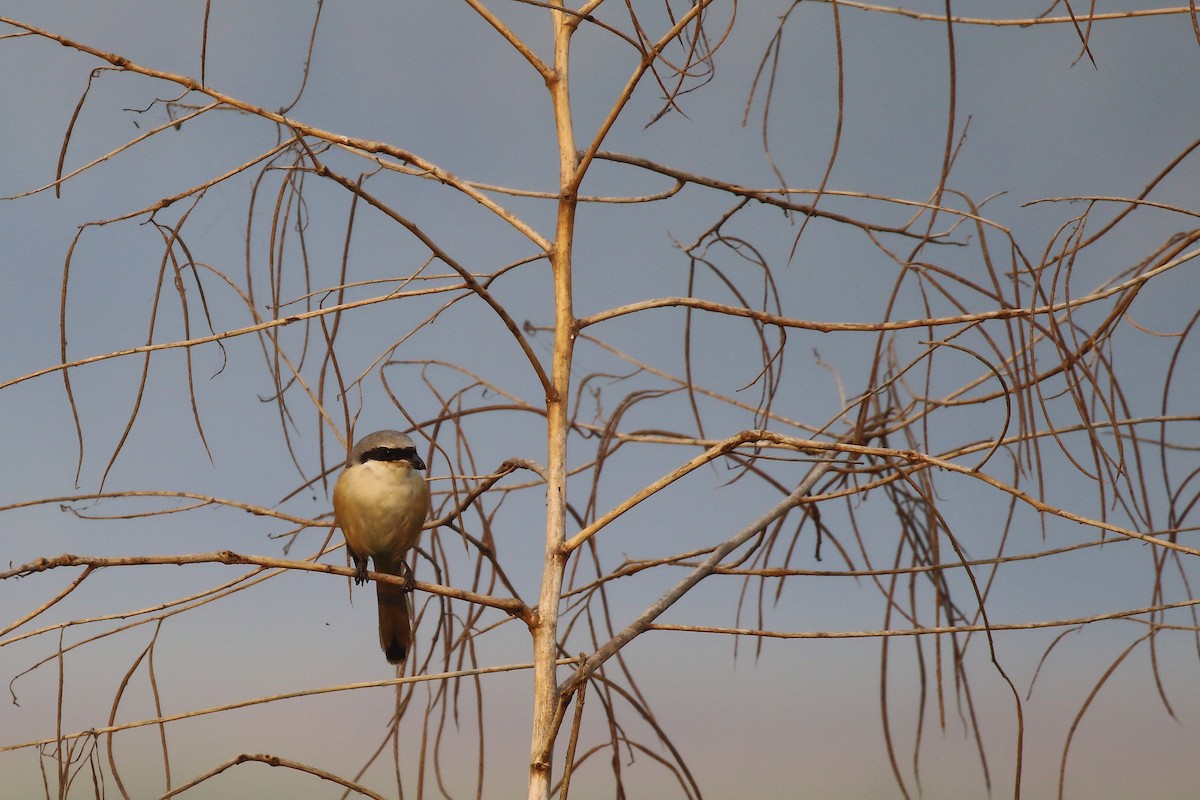 ťuhýk královský - ML647619800