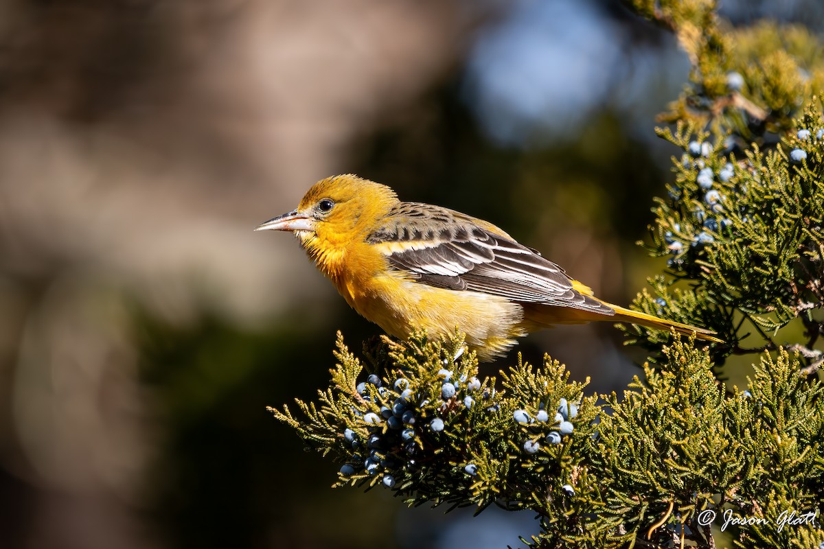 ボルチモアムクドリモドキ - ML647619818