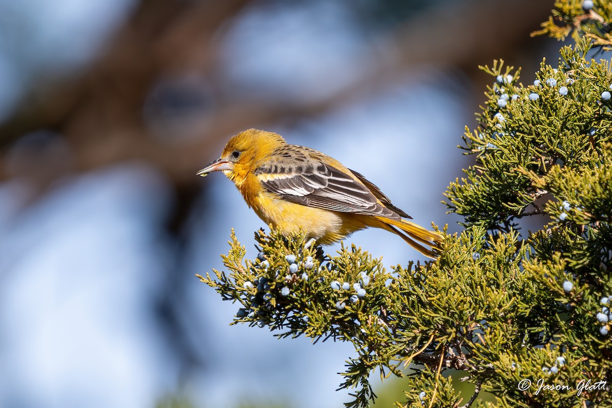 ボルチモアムクドリモドキ - ML647619819