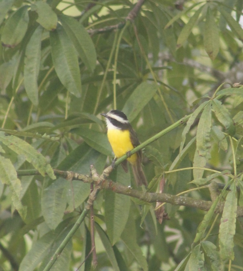 White-bearded Flycatcher - ML647619848