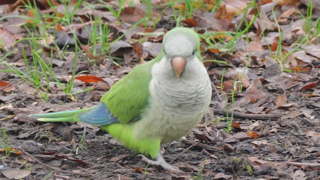 Калита сіроволий - ML647619871