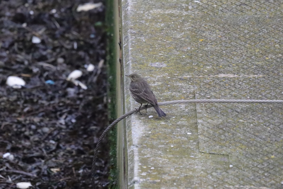 Rock Pipit - ML647619886