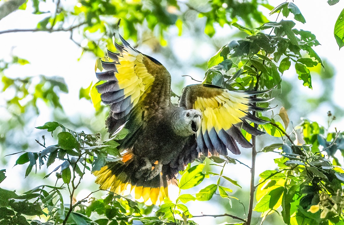 St. Vincent Amazon - ML647619925