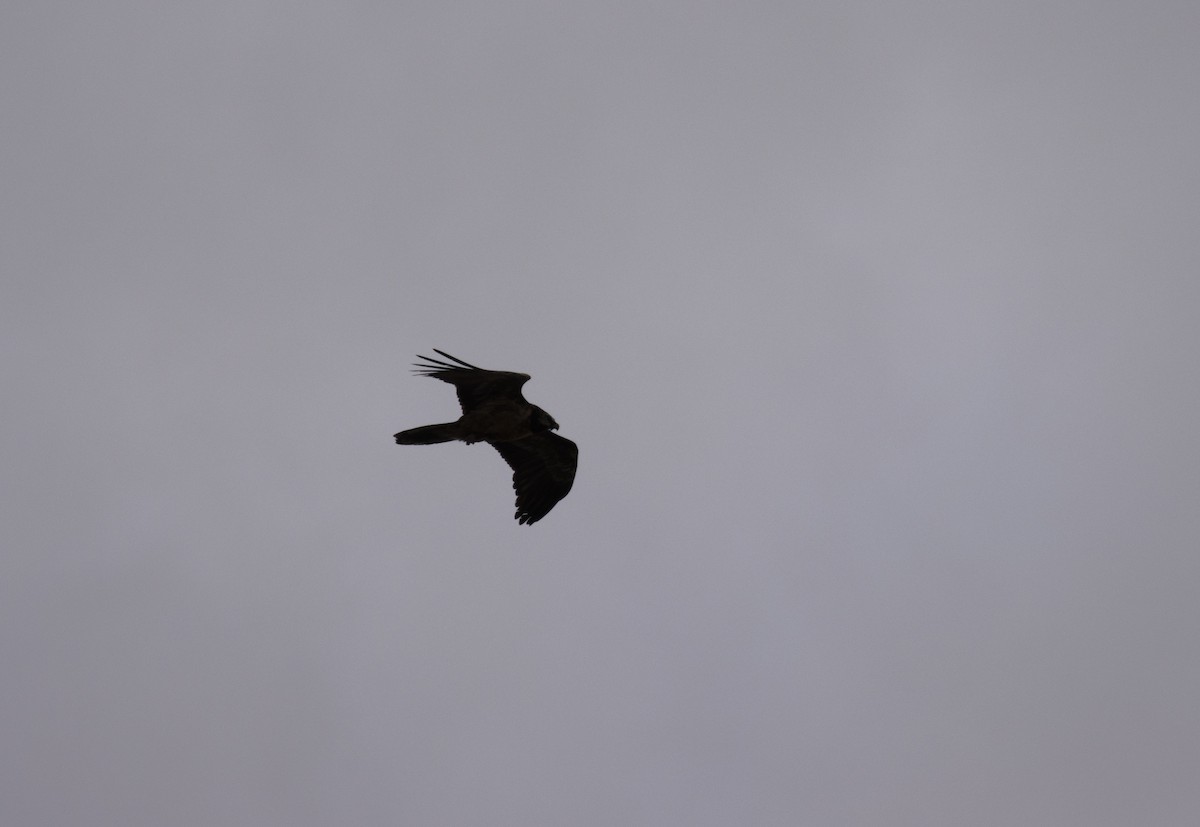 Bearded Vulture - ML647619929