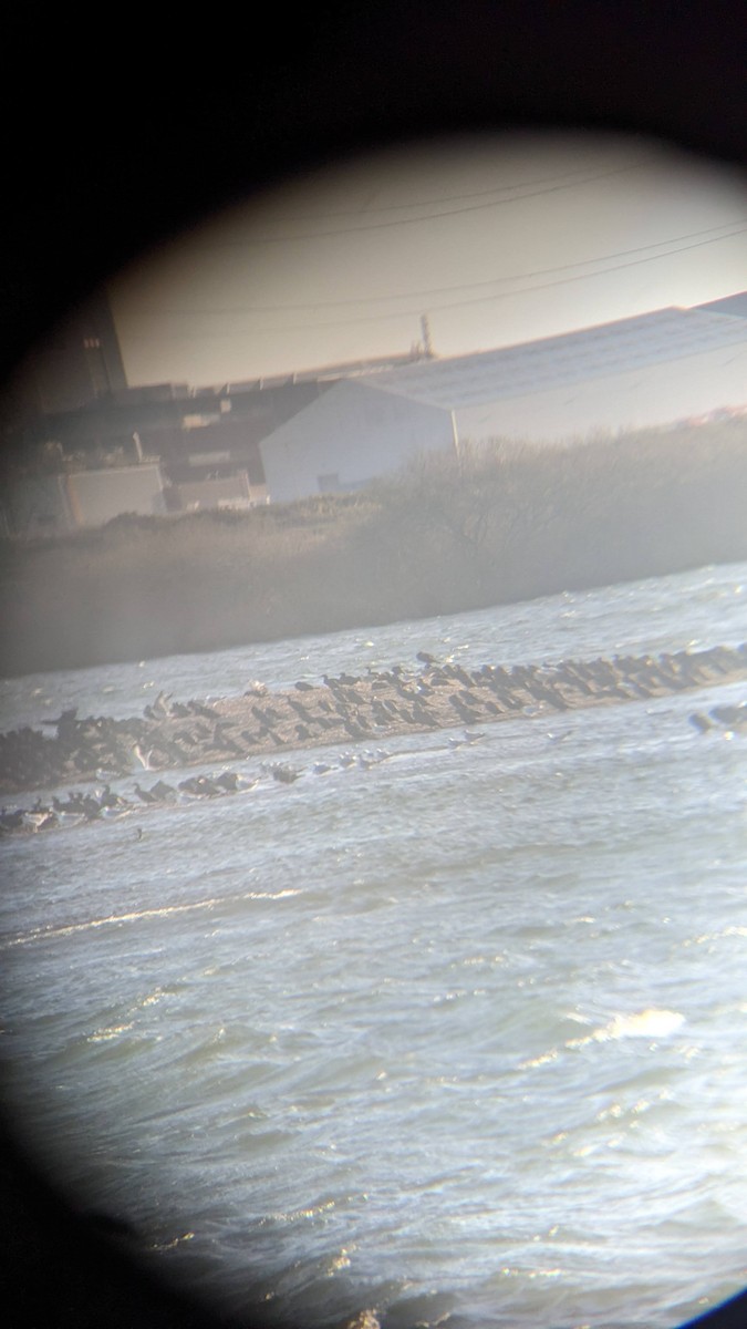 racek mořský - ML647619942