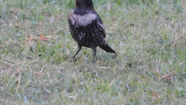 Дрізд гірський - ML647619946