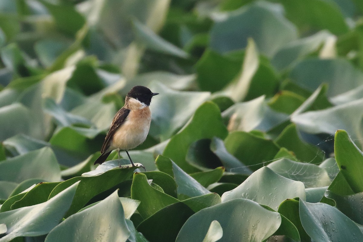 bramborníček sibiřský - ML647619964