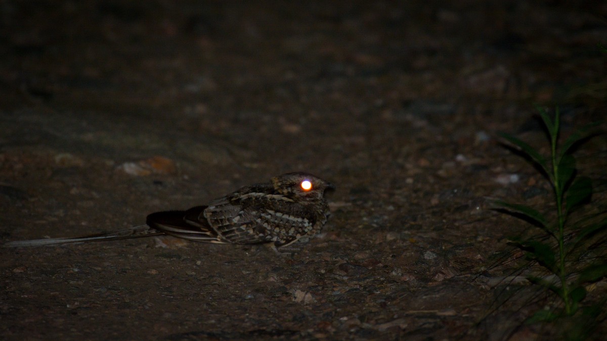 Scissor-tailed Nightjar - ML647619988