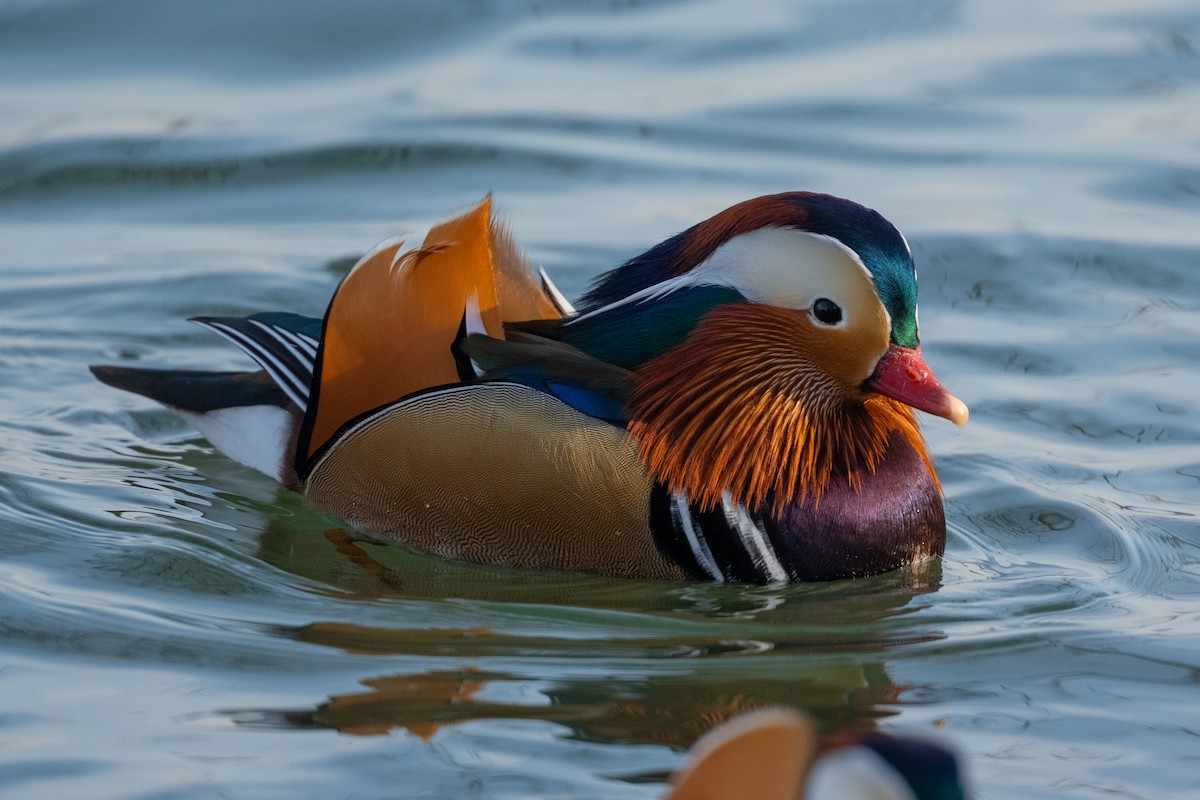 Pato Mandarín - ML647620001