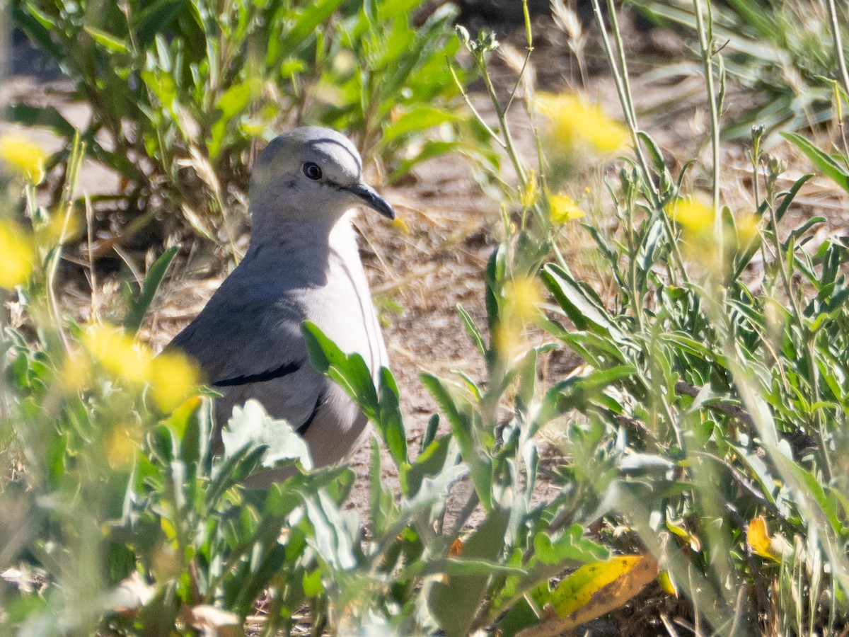 Picui Ground Dove - ML647620007