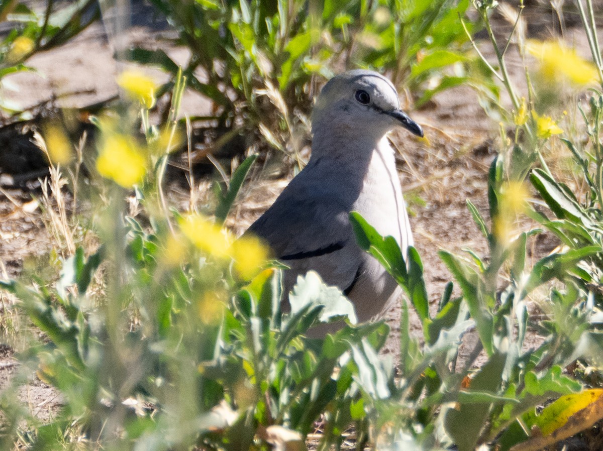 Picui Ground Dove - ML647620008