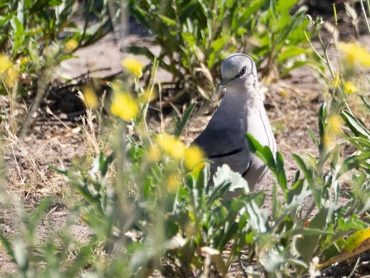 Picui Ground Dove - ML647620009